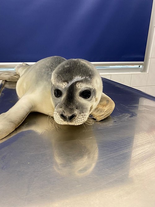 Seehündin Maca wurde auf Norderney gefunden. - © Seehundstation Norddeich/dpa