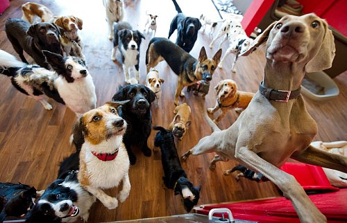 In einer Tagesstätte hat der Hund die Möglichkeit, enge Freundschaften zu anderen Hunden zu entwickeln. - © Daniel Bockwoldt/dpa