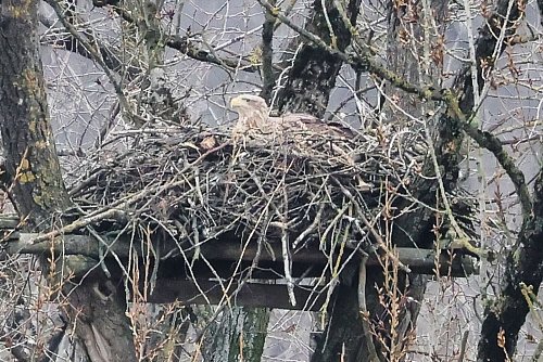 Vor allem in Norddeutschland gibt es laut BUND wieder mehr Seeadler. (Archivbild) - © Frank Molter/dpa