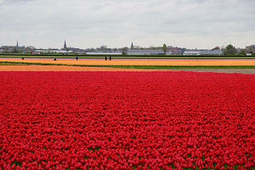 In den Niederlanden sind viele Felder mit Tulpenzwiebeln bepflanzt. (Archivbild) - © Wolfgang Stelljes/dpa-tmn