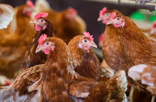 Zuletzt musste immer wieder Legehennen-Bestände wegen der Vogelgrippe gekeult werden. (Symbolfoto) - © Julian Stratenschulte/dpa