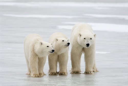 Durchschnittlich erst knapp zwei Wochen nach dem ersten Herausschauen aus der Höhle ziehen die Mütter samt Nachwuchs dann endgültig aus. - © Bj Kirschhoffer/Polar Bears International./dpa