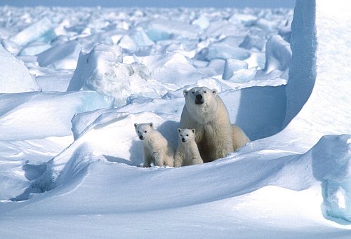 Die Kleinen gehen kaum ohne die Mutter aus der Höhle. - © Steven C. Amstrup/Polar Bears International./dpa
