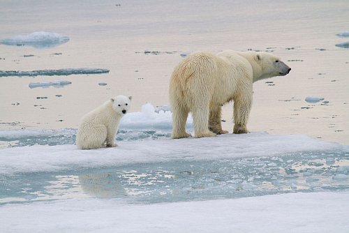 Eine Eisbär-Mutter ist mit einem Jungtier auf einer Eisscholle vor der Küste von Spitzbergen unterwegs. - © Kt Miller/olar Bears Internat/dpa