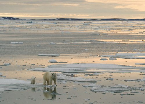 In der Arktis sollen vermehrt Bodenschätze ausgebeutet werden - trifft das auch die Eisbären? - © Kt Miller / Polar Bears Internat/dpa