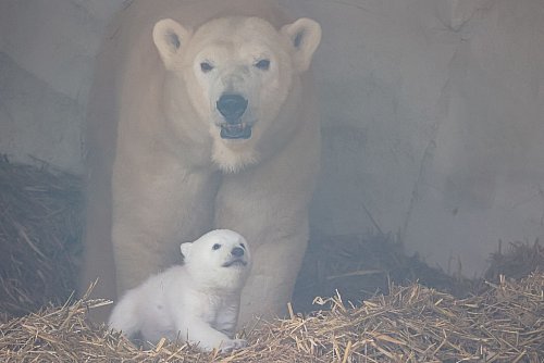 Es ist ein Junge. - © Timo Deible/Zoo Karlsruhe/dpa