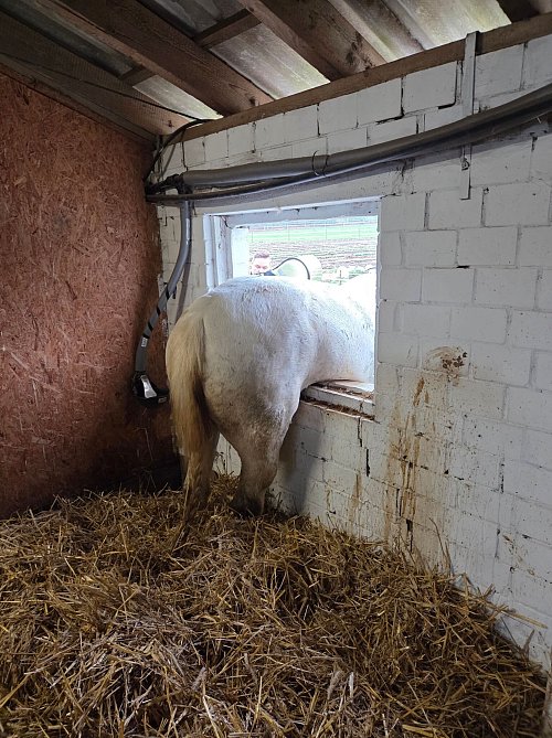 Weder vor, noch zurück: Die Feuerwehr musste das Pferd befreien. - © -/Feuerwehr Datteln/dpa