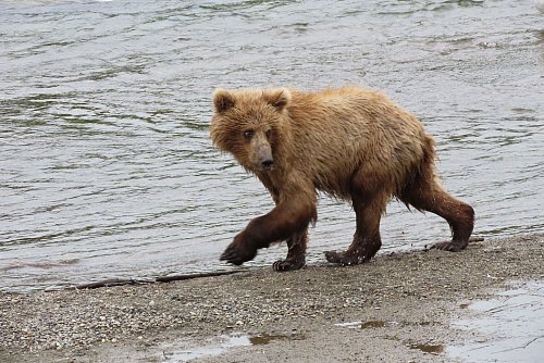 Im Sommer müssen die Braunbären vor der Winterruhe anspecken. - © T. Carmack/National Park Service/AP/dpa