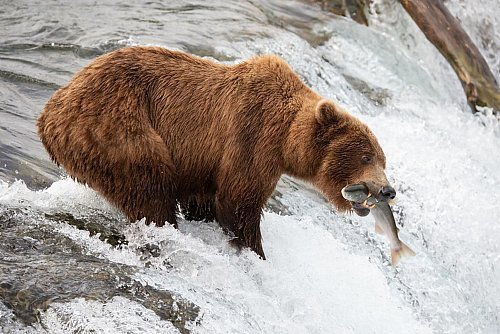 Die Braunbärin 402 hat den Angriff eines männlichen Bären nicht überlebt. - © -/Katmai National Park and Preserve/dpa