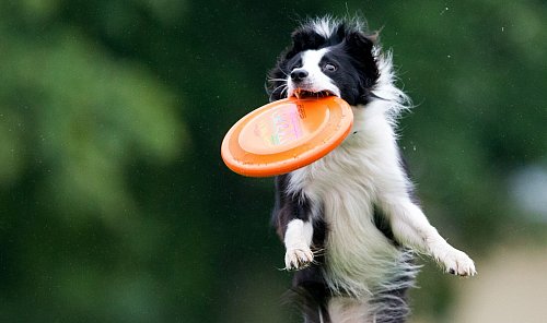 Hoher Bewegungsdrang: Für Sportskanonen ist der Border Collie der ideale Hund. - © Lukas Schulze/dpa/dpa-tmn