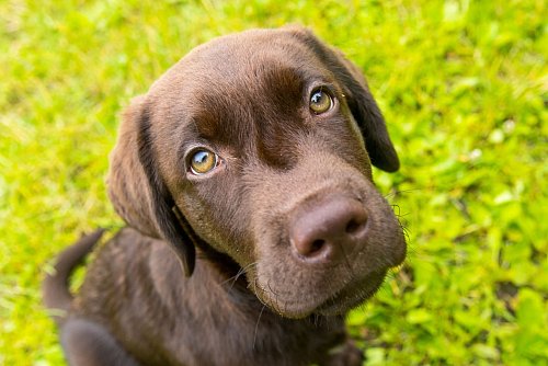 Leicht erziehbar? Nicht unbedingt. Auch ein Labrador kann eine Herausforderung sein. - © Benjamin Nolte/dpa-tmn