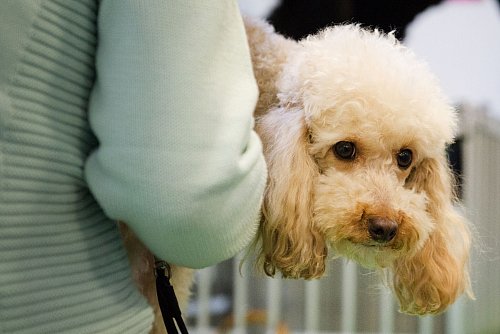 Kleine Hunde sind für ältere Menschen geeignet, da sie sich problemlos hochnehmen lassen. - © Franziska Gabbert/dpa-tmn