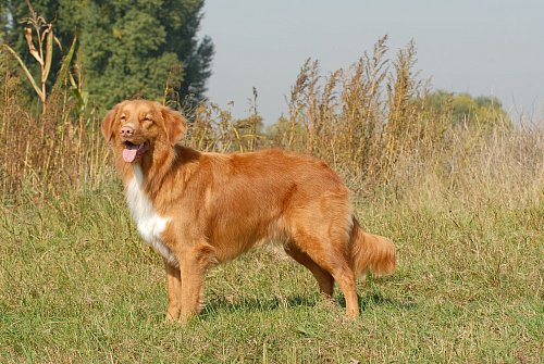 Der Nova Scotia Duck Tolling Retriever gehört zu den Hunden, die viel Bewegung brauchen. - © Eva-Maria Krämer/dpa-tmn