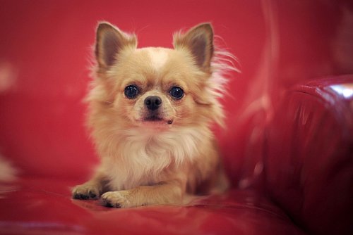 Süß und harmlos? Von wegen. Chihuahuas sind anspruchsvolle Hunde. - © Fredrik von Erichsen/dpa/dpa-tmn