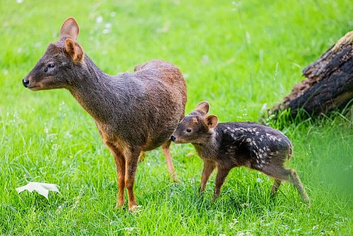 Die beiden Jungtiere wurde Ende Mai im Zoo geboren und haben unterschiedliche Eltern. - © Rolf Vennenbernd/dpa
