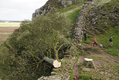 Im September 2023 wurde er nachts von zwei Männern gefällt. Der Vorfall sorgte für große Betroffenheit in Großbritannien und weit darüber hinaus. (Archivfoto) - © Owen Humphreys/Press Association/dpa