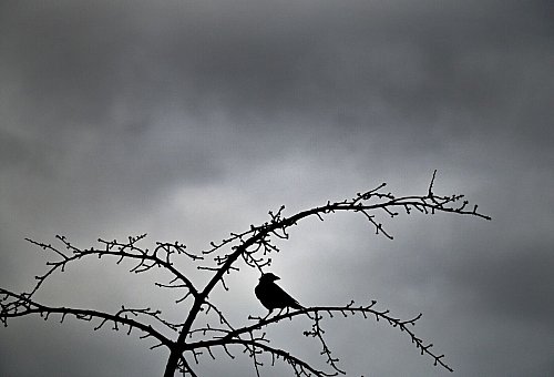 Für Weihnachten werden Wolken und milde Temperaturen erwartet. (Archivbild) - © Federico Gambarini/dpa