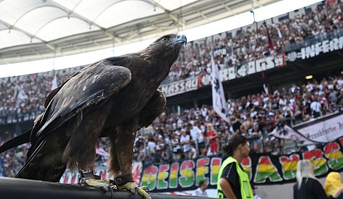 Fesseln an den Krallen: Attila wird laut Tierschützern der Fluchtinstinkt genommen. - © Arne Dedert/dpa