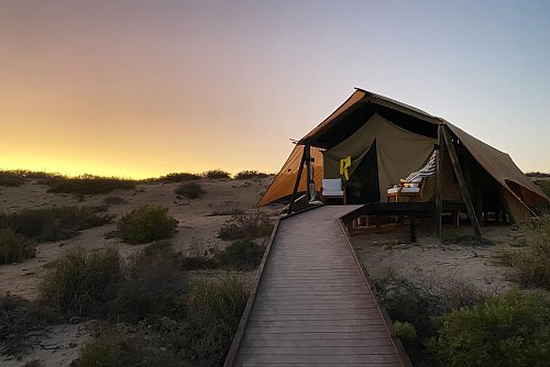 Strandnah: Die Zelte des Camps «Sal Salis» liegen in den Küstendünen des Cape Range National Park, eine knappe Autostunde von Exmouth entfernt. - © Stefan Weißenborn/dpa-tmn
