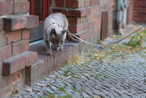 Ausflüge an der Leine sind für die Katzen relativ sicher und bieten ihr Bewegung und Abwechslung. - © Karolin Krämer/dpa-tmn