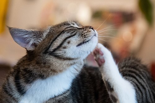 Katzenhalter sollten aufmerksam werden, wenn sich das Tier übermäßig kratzt oder vermehrt putzt. - © Franziska Gabbert/dpa-tmn