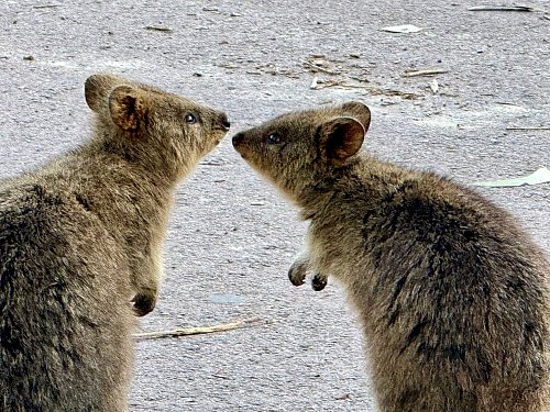 Quokkas sind gesellige Tiere und leben oft in Familiengruppen. - © Carola Frentzen/dpa