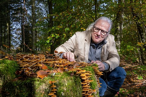 Der Eifeler Pilzsachverständige Thomas Regnery hockt an einem Baumstumpf, an dem Stockschwämmchen wachsen. - © Harald Tittel/dpa