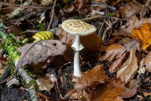 Bei der Bestimmung von Pilzen können Sammler Pilzsachverständige um Rat fragen. - © Harald Tittel/dpa