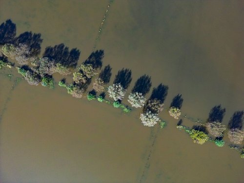 Vom Hochwasser des Flusses Oder im September waren auch Wiesen vor der Stadt Frankfurt (Oder) überflutet. (Archivbild) - © Patrick Pleul/dpa