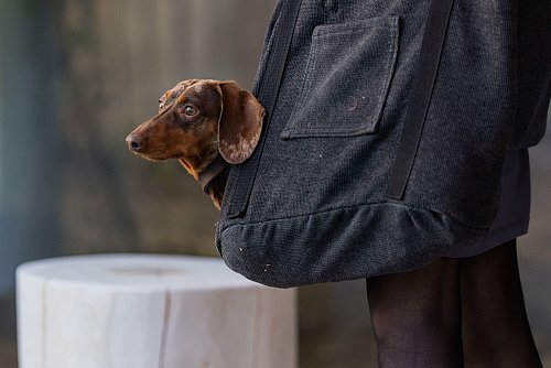 Die Haltung eines Hundes geht ins Geld. (Symbolbild) - © Rolf Vennenbernd/dpa