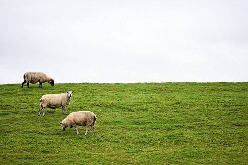 Auf Deichen sind Regelungen zum Schutz der Weidetiere schwieriger - und deshalb sollen dort Wolfs-Abschüsse leichter möglich werden. - © Lars Penning/dpa
