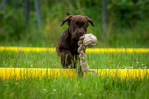Früh übt sich: Wer im Welpenalter den Grundstein legt, kann sich später über einen gut erzogenen Hund freuen. - © Benjamin Nolte/dpa-tmn