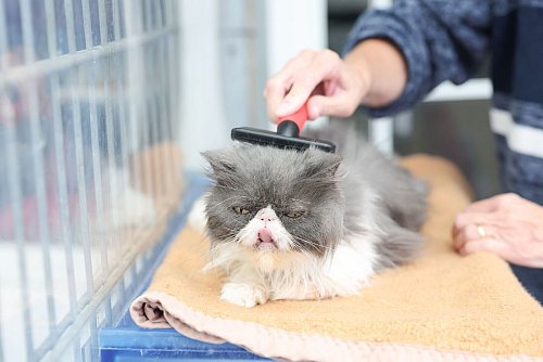 Neben Streicheleinheiten kümmern sich die Ehrenamtlichen zum Teil auch mit um die Pflege der Katzen. - © Daniel Löb/dpa