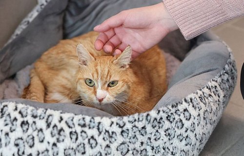 Kater Albert toleriert die menschliche Nähe - ein Fortschritt. - © Daniel Löb/dpa