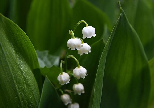 Die Blätter des Maiglöckchens ähneln denen des Bärlauchs. Allerdings bevorzugen Maiglöckchen sonnigere Standorte als Bärlauch. - © Andrea Warnecke/dpa-tmn