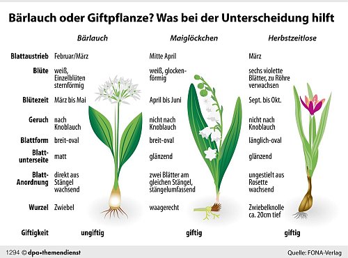 Die Unterscheidungsmerkmale von Bärlauch, Maiglöckchen und Herbstzeitlosen auf einen Blick. - © dpa-infografik GmbH/dpa-tmn