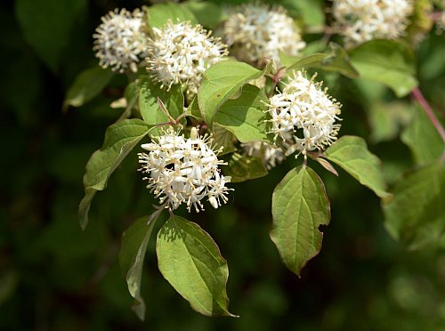 Der Rote Hartriegel ist ein optisches Highlight im Garten. - © Andrea Warnecke/dpa-tmn