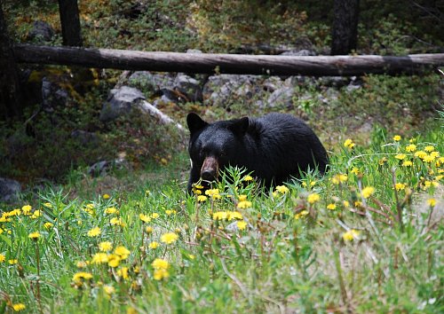 Ein Schwarzbär in den kanadischen Rocky Mountains wandert durchs Gras. - © Chris Melzer/dpa-tmn