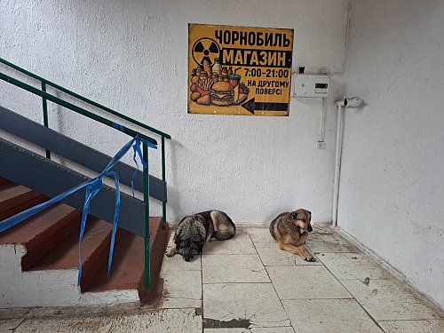 Bis heute gibt es in Tschernobyl eine Population von Straßenhunden. - © Andreas Stein/dpa