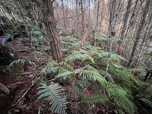 Die abgelegenen Wälder in der Region sind von dichten Farnen bewachsen. - © NZ Police/dpa