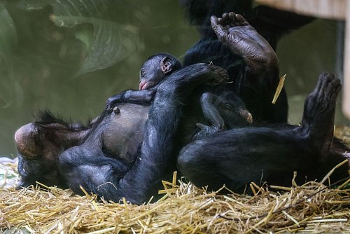 Erst einmal ausruhen für die kommenden Aufgaben: Bei den Bonobos gelten die Weibchen als dominant. - © Oliver Berg/dpa