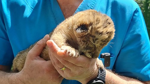 Ein Tierarzt hält das Liger-Baby aus demZoo von Zaharesti, nahe der Stadt Suceava, im Nordosten Rumäniens. Es wurde Mitte Mai geboren. - © Cosmin Romega/dpa