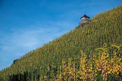 Die Grassroots-Kampagne Vitaevino verweist auf die Bedeutung von Wein als kulturelles Erbe und ländlicher Identität. (Archivbild) - © Harald Tittel/dpa