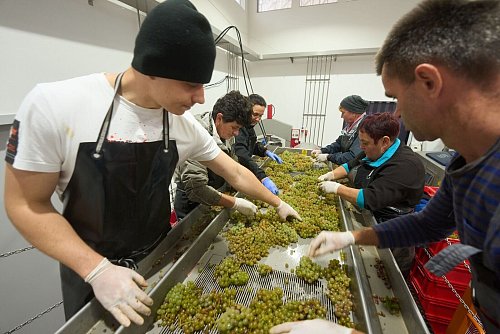 Die Weinlese fällt 2024 so gering aus wie seit Jahren nicht. (Archivbild) - © Thomas Frey/dpa