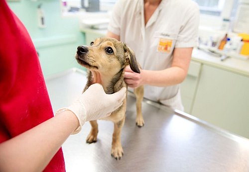 Ist der neue Mitbewohner auch wirklich gesund? Das klärt nur ein Besuch beim Tierarzt. - © Inga Kjer/dpa-tmn