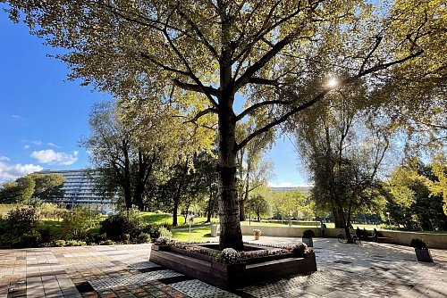 «Der Baum, der alles gesehen hat»: Er blieb an jenem Unglücksabend im Jahr 1992 von den Flammen verschont. - © Christoph Driessen/dpa-tmn