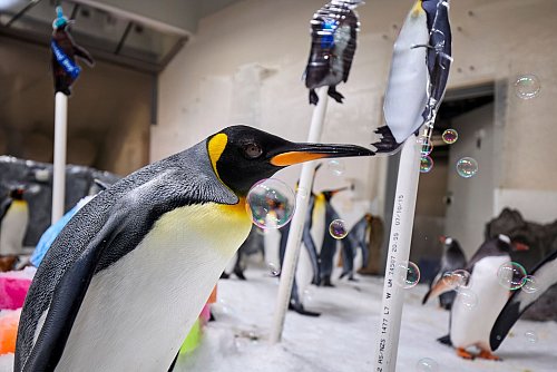 Pesto liebt Seifenblasen. Zum ersten Geburtstag durfte sich die ganze Kolonie daran erfreuen. - © --/Sea Life Melbourne Aquarium/dpa