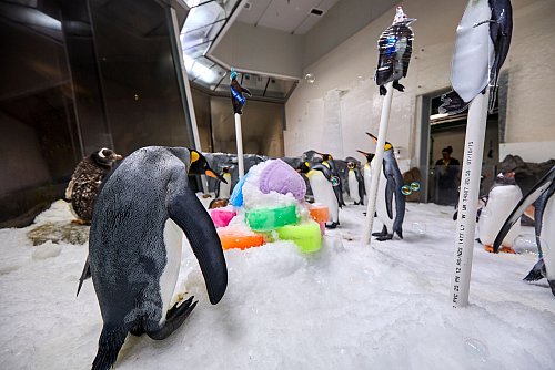 Mittlerweile trägt Pesto Frack, wie seine Artgenossen auch. - © --/Sea Life Melbourne Aquarium/dpa