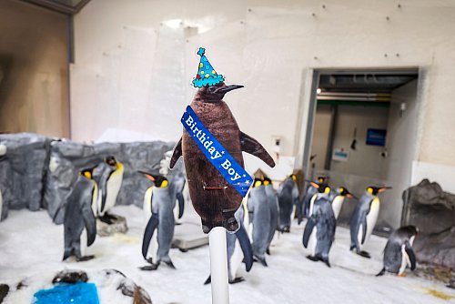 So sah Pesto als Küken aus: Riesig, braun und fluffig. - © --/Sea Life Melbourne Aquarium/dpa