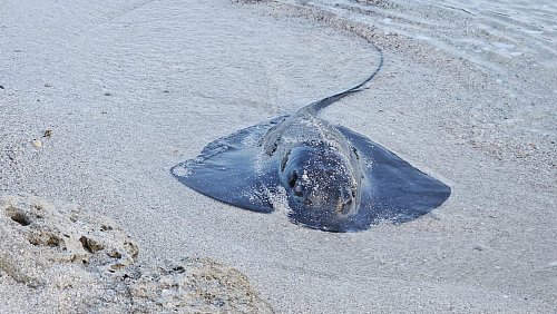 Viele Rochen verenden am Strand. (Foto Handout) - © Palma Aquarium/dpa